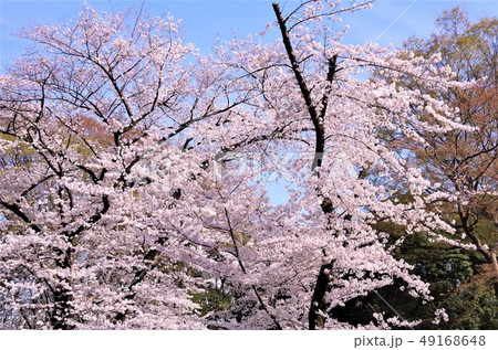 桜が見頃を迎えた春の上野恩賜公園 【東京都・台東区】 49168648