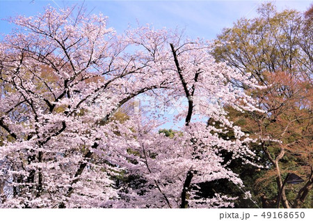 桜が見頃を迎えた春の上野恩賜公園 【東京都・台東区】 桜が見頃を迎えた春の上野恩賜公園 【東京都・台東区】 49168650