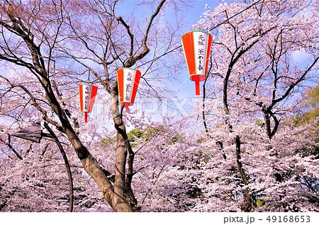 桜が見頃を迎えた春の上野恩賜公園 【東京都・台東区】 桜が見頃を迎えた春の上野恩賜公園 【東京都・台東区】 49168653