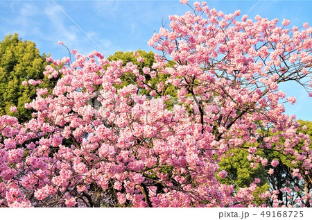 見頃を迎えた上野恩賜公園の八重桜 【東京都・台東区】 49168725