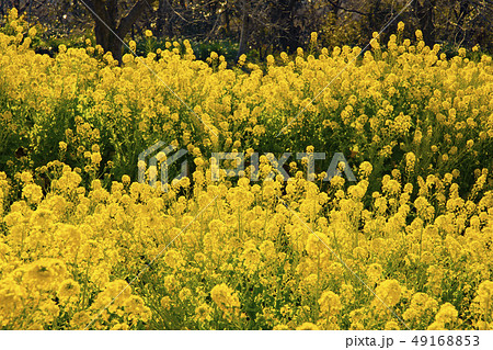 なのはな ナノハナ 菜の花畑 満開 開花 神奈川県 吾妻山公園 黄色 春の写真素材