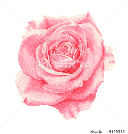 ピンクの薔薇 透明水彩イラスト のイラスト素材 49169536 Pixta
