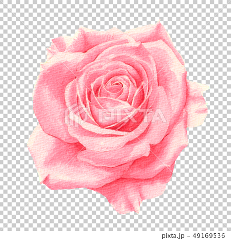 Pink Rose Transparent Watercolor Illustration Stock Illustration
