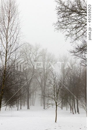 Winter forest Winter forest 49169920