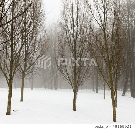 Winter forest 49169921