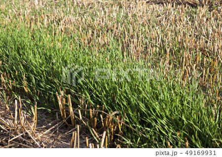 ripe field 49169931