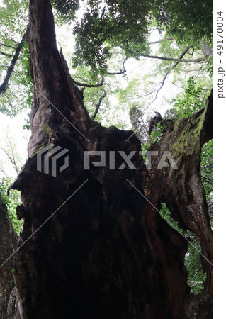 來宮神社御神木 來宮神社御神木 49170004