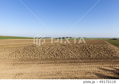 sugar beets sugar beets 49170116