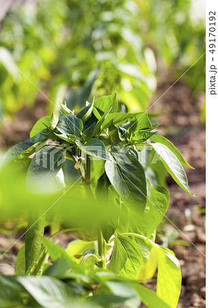 Young green pepper greenhouse Young green pepper greenhouse 49170192