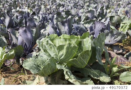 blue cabbage blue cabbage 49170372