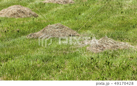 agricultural field agricultural field 49170428