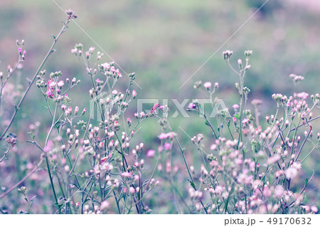 Meadow flower, beautiful fresh in soft warm light. Meadow flower, beautiful fresh in soft warm light. 49170632