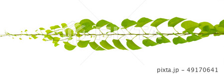 vine plant climbing on white background, clipping 49170641