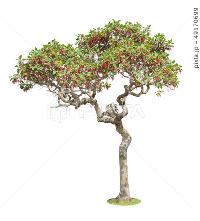 Tree Isolated on white background 49170699