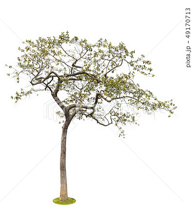 Tree Isolated on white background 49170713