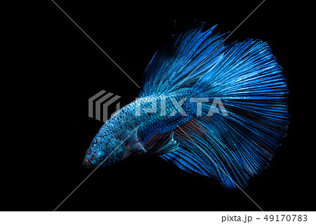 Blue fighting fish on black background 49170783