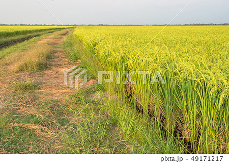 Rice field 49171217