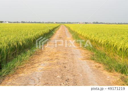 Rice field 49171219