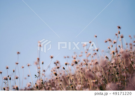 Meadow flowers, beautiful fresh in soft warm light 49171220