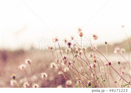 Meadow flowers, beautiful fresh in soft warm light Meadow flowers, beautiful fresh in soft warm light 49171223