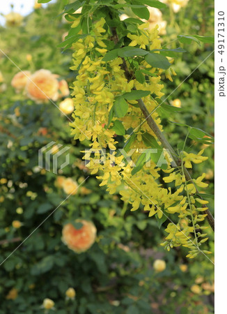 黄色の藤 黄色の藤 49171310