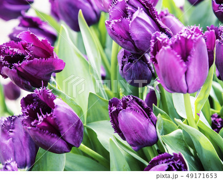 bunch of tulip flowers close up for background, unusual rare shape bunch of tulip flowers close up for background, unusual rare shape 49171653