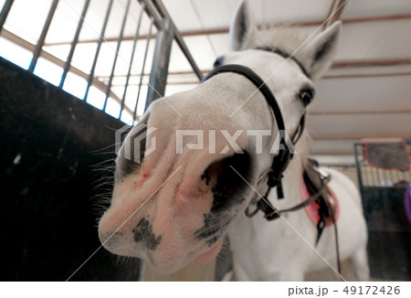Close up muzzle of white horse 49172426