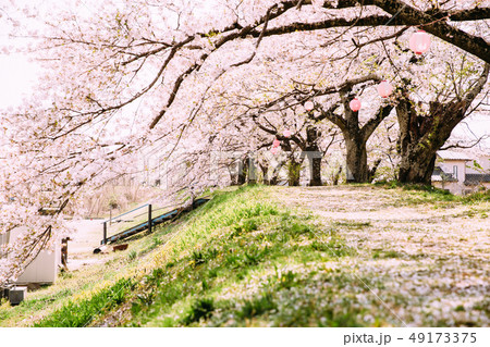 金崎の桜 金崎の桜 49173375