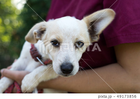 young white dog young white dog 49173856