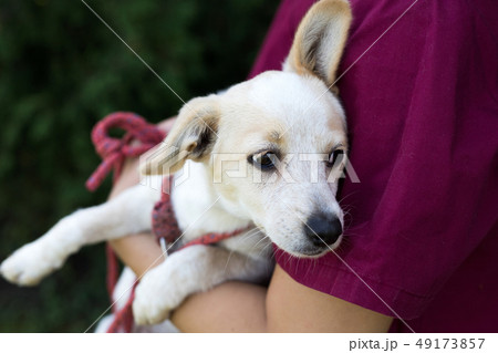 young white dog young white dog 49173857