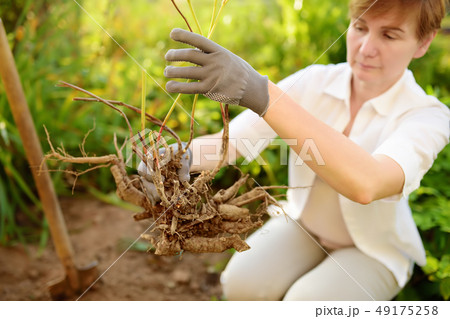 Woman replanting plant in home garden. Woman replanting plant in home garden. 49175258