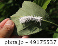 アゲハモドキの幼虫 49175537