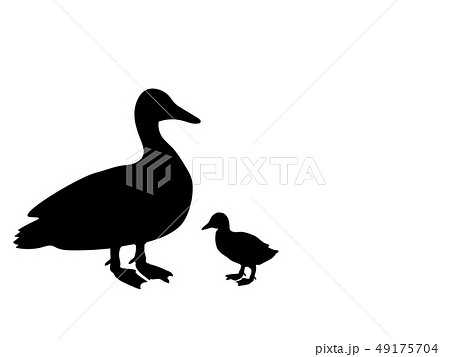 Duck Duckling Bird Black Silhouette Animal Stock Illustration