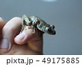 手のりカジカガエル 49175885