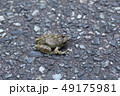 路上のカジカガエル 49175981