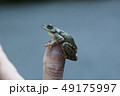 指先のカジカガエル 49175997