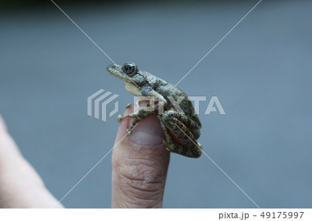 指先のカジカガエル 指先のカジカガエル 49175997