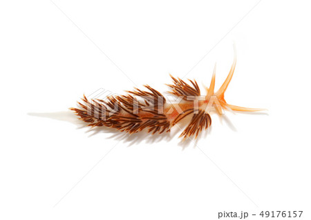 アカエラミノウミウシ アカエラミノウミウシ 49176157