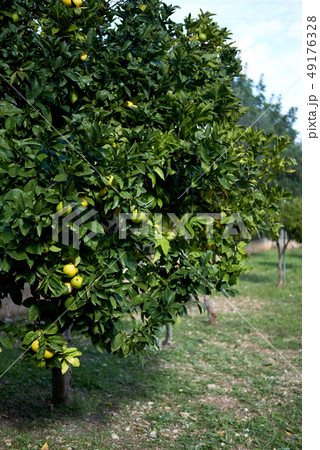 Ripe citrus fruits on blooming tree, Spain 49176328
