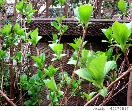 紫陽花新芽(薩摩川内市） 49176617