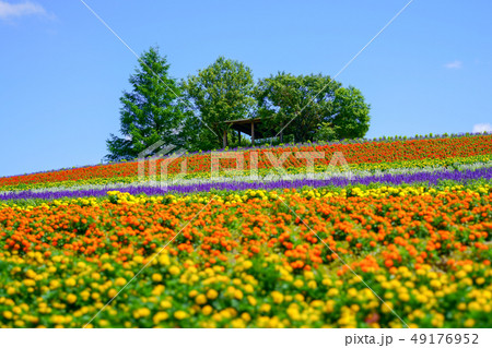 北海道の花畑 49176952