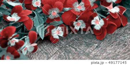 Beautiful fresh heartsease on wooden board Beautiful fresh heartsease on wooden board 49177145