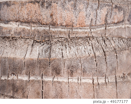 Coconut palm tree bark background 49177177
