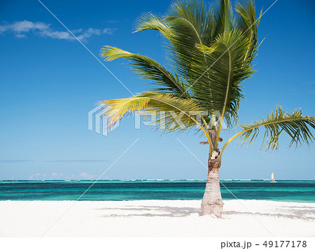 One coconut palm tree on tropical sandy shore One coconut palm tree on tropical sandy shore 49177178