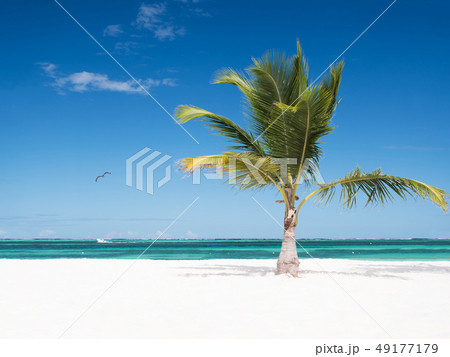 One coconut palm tree on tropical sandy beach One coconut palm tree on tropical sandy beach 49177179