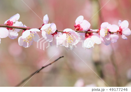 淡桃色の梅の花 49177246