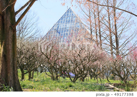 早春の梅園 49177398