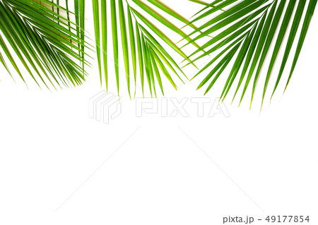 Tropical green palm leaves on white background. Isolated 49177854