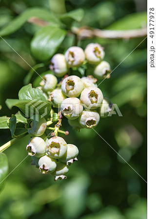 【ブルーベリー　田園プラザ】 49177978