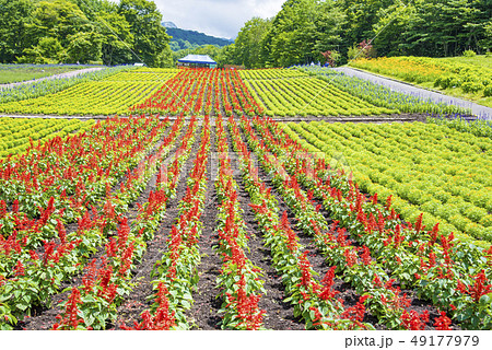 【花畑】 49177979